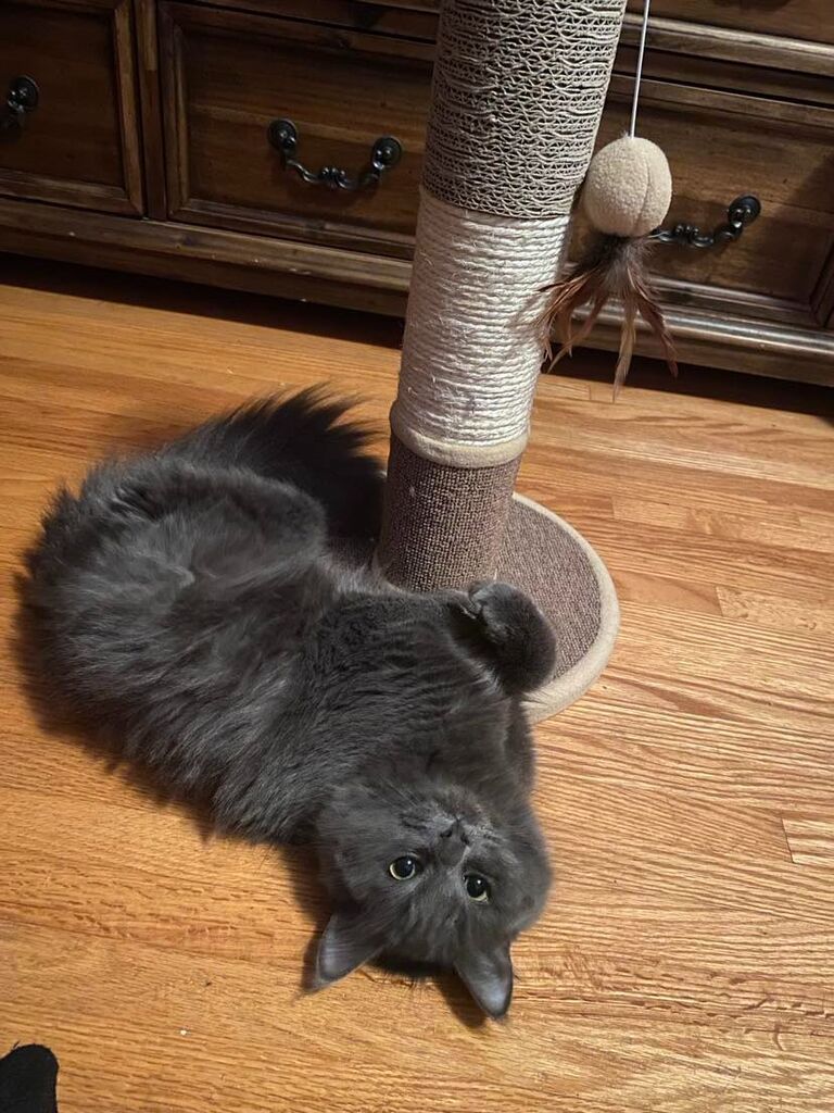 Adopted our three legged cat, Tiamat <3