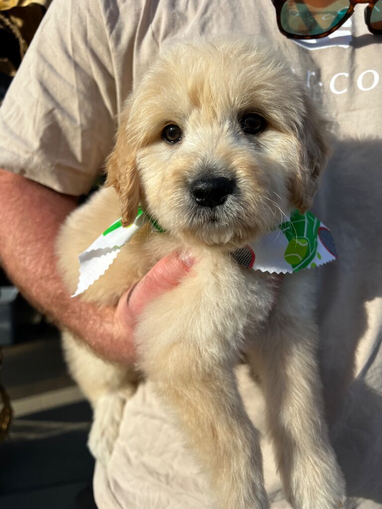 The day we got Theo!