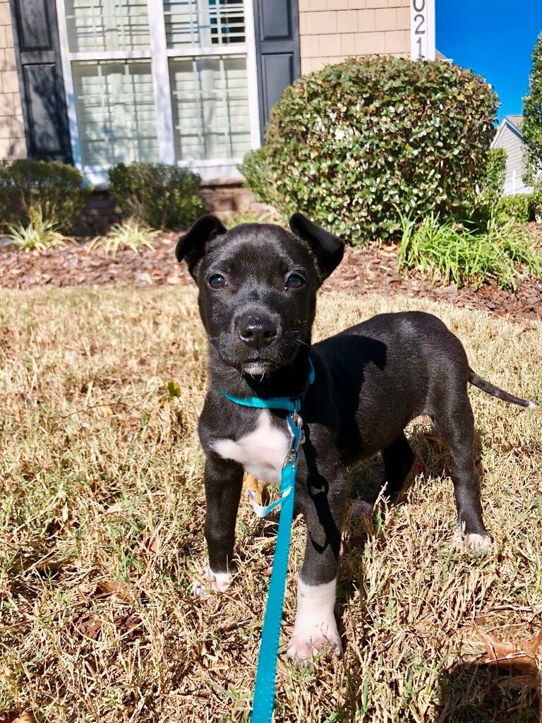 Natty Greene! We made the impulsive decision to get a puppy and couldn't imagine life without her. 
