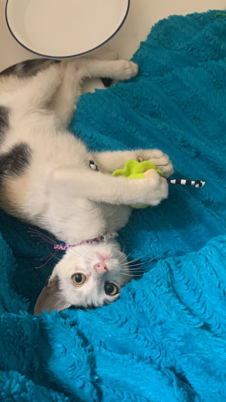Bella was added to our home!