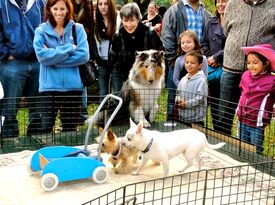 Team Jilli Dog (little dogs performing big tricks) - Animal For A Party - Huntington, NY - Hero Gallery 1