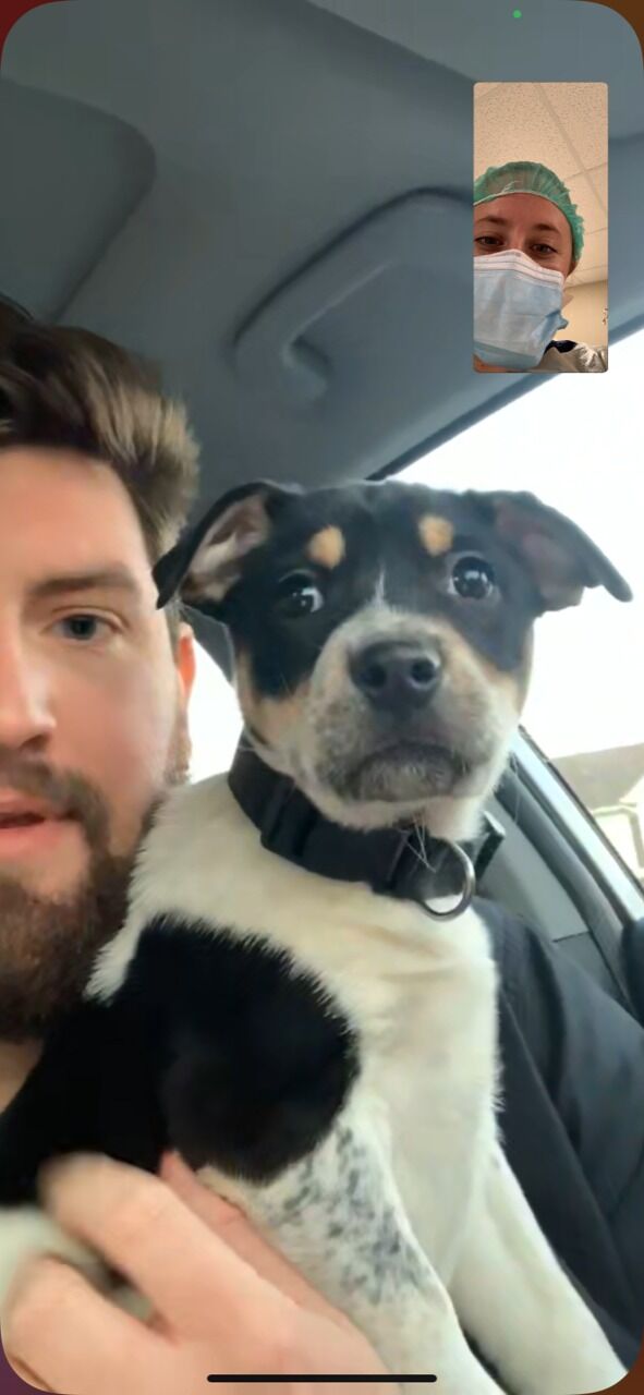 We got a puppy! Brodie started out as a foster dog, but we quickly knew we were never giving him up! He was officially adopted within our first week!