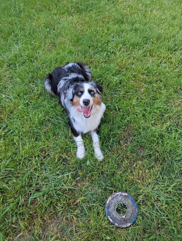 Appa enjoying his first backyard, right after we had moved into our current house