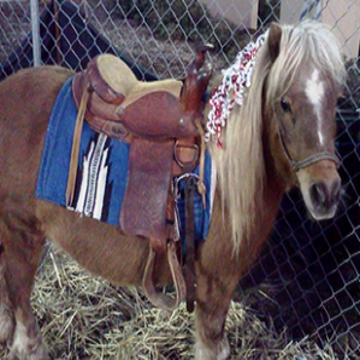 Our Pony Party - Animal For A Party - Fresno, CA - Hero Main