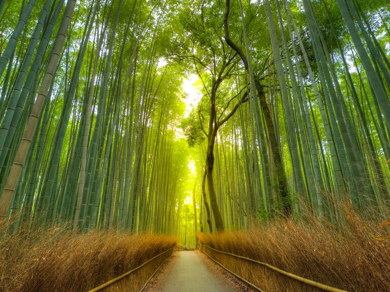 The sun peeks through a bamboo forest in Kyoto, Japan