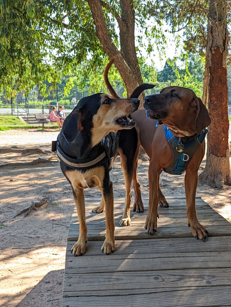 Veer & Maple at the dog park!