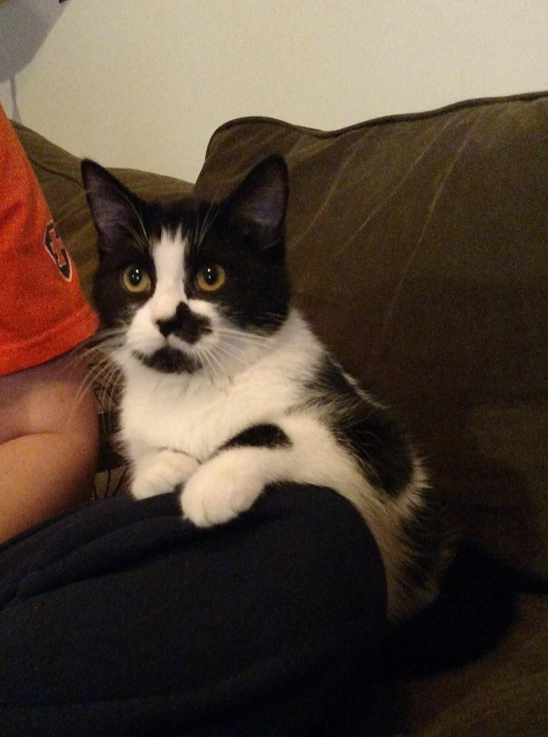 2017 was a BIG year, we moved in together and in December we adopted Betty!
