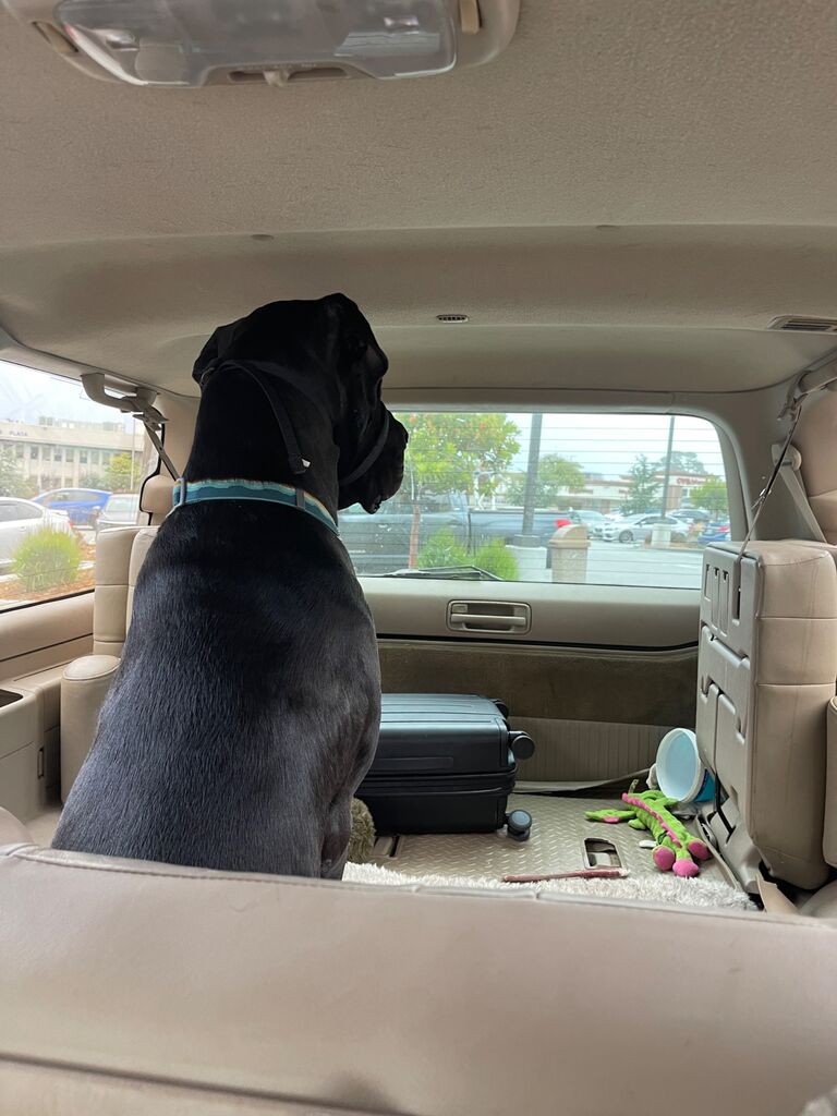 Guarding the car until his human returns