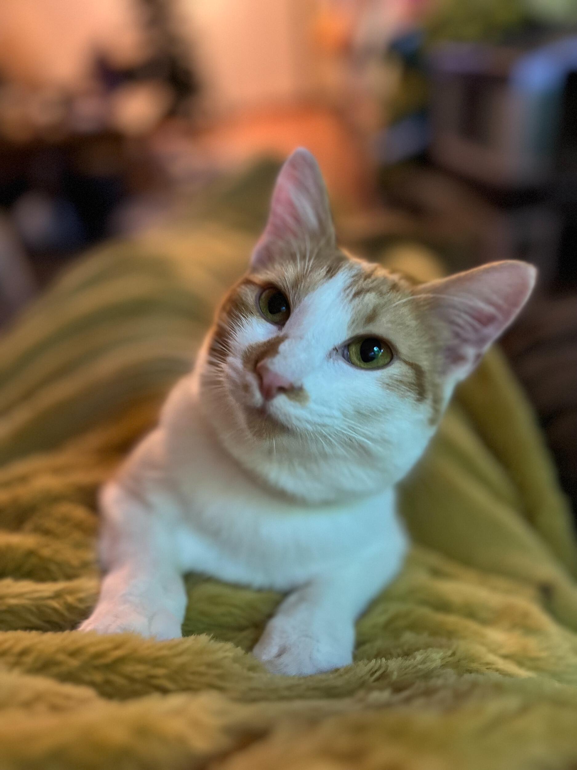 This is Ramen, she is the 2nd baby that Bri and Pete have gotten together she was gotten due to the fact that Bri did not have a pet and she is Bris BABY. 