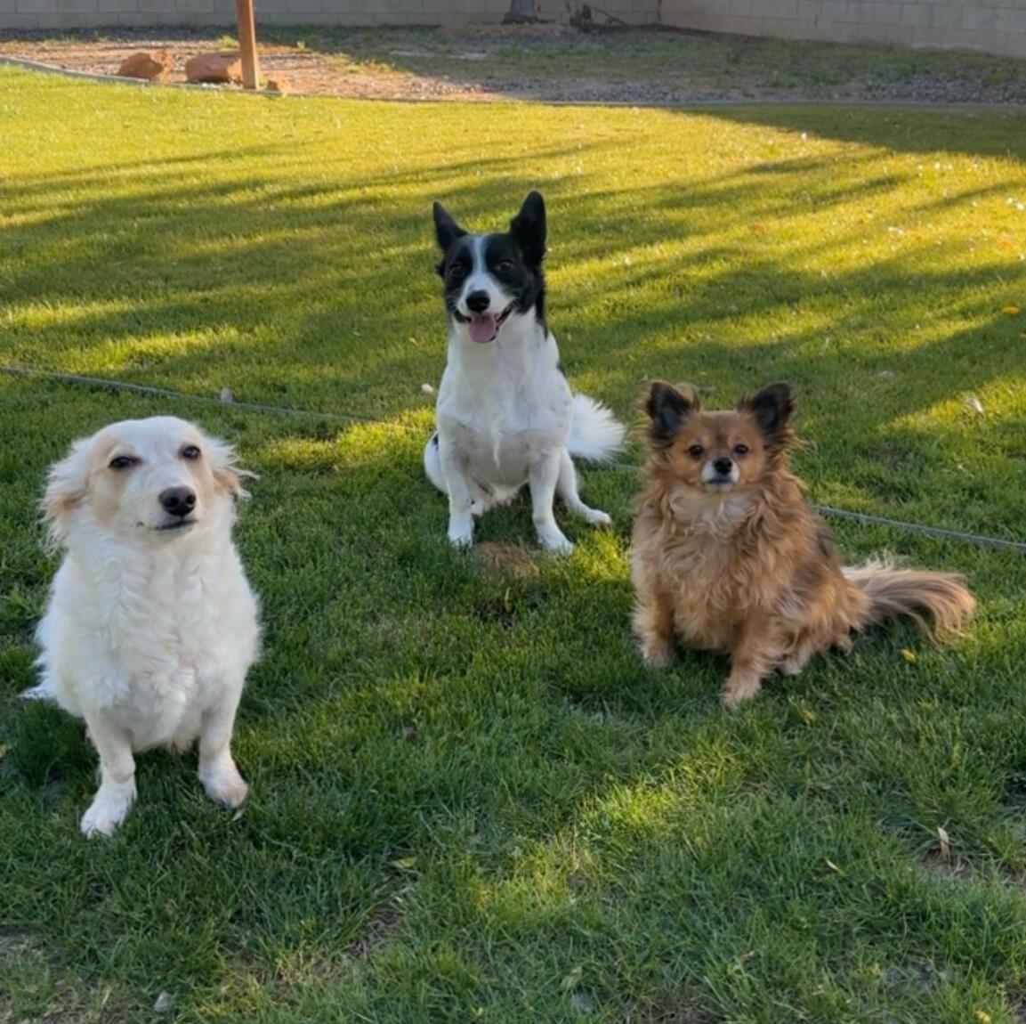 Of course, we had to feature all our pups and their crazy personalities!