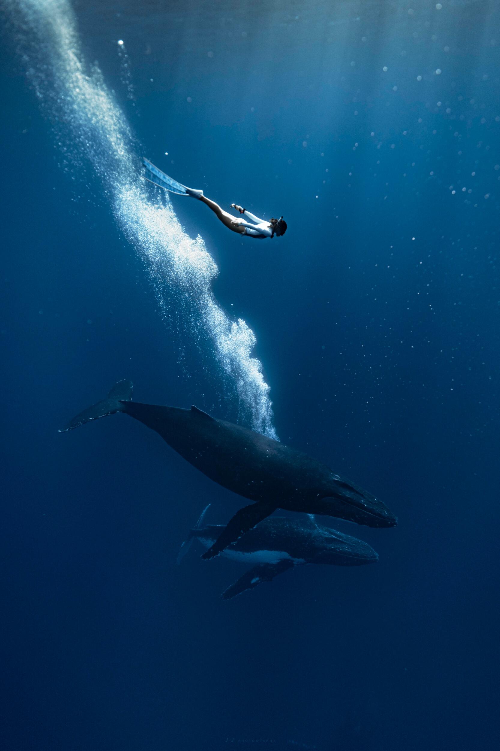 Ching's encounter with Humpback whales in Tonga 🇹🇴