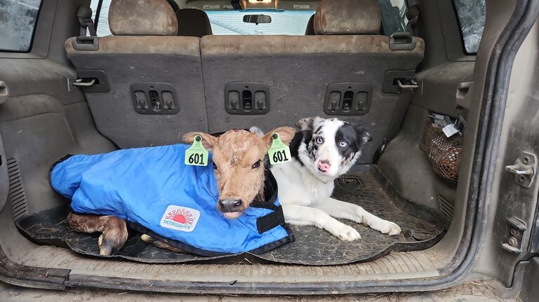 Allison (the cow) had Cowison (the calf) named by Allison (The Bride). Sally wanted to make sure she was comfortable for her ride home.