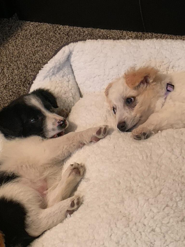 Welcomed two new members of our little family!