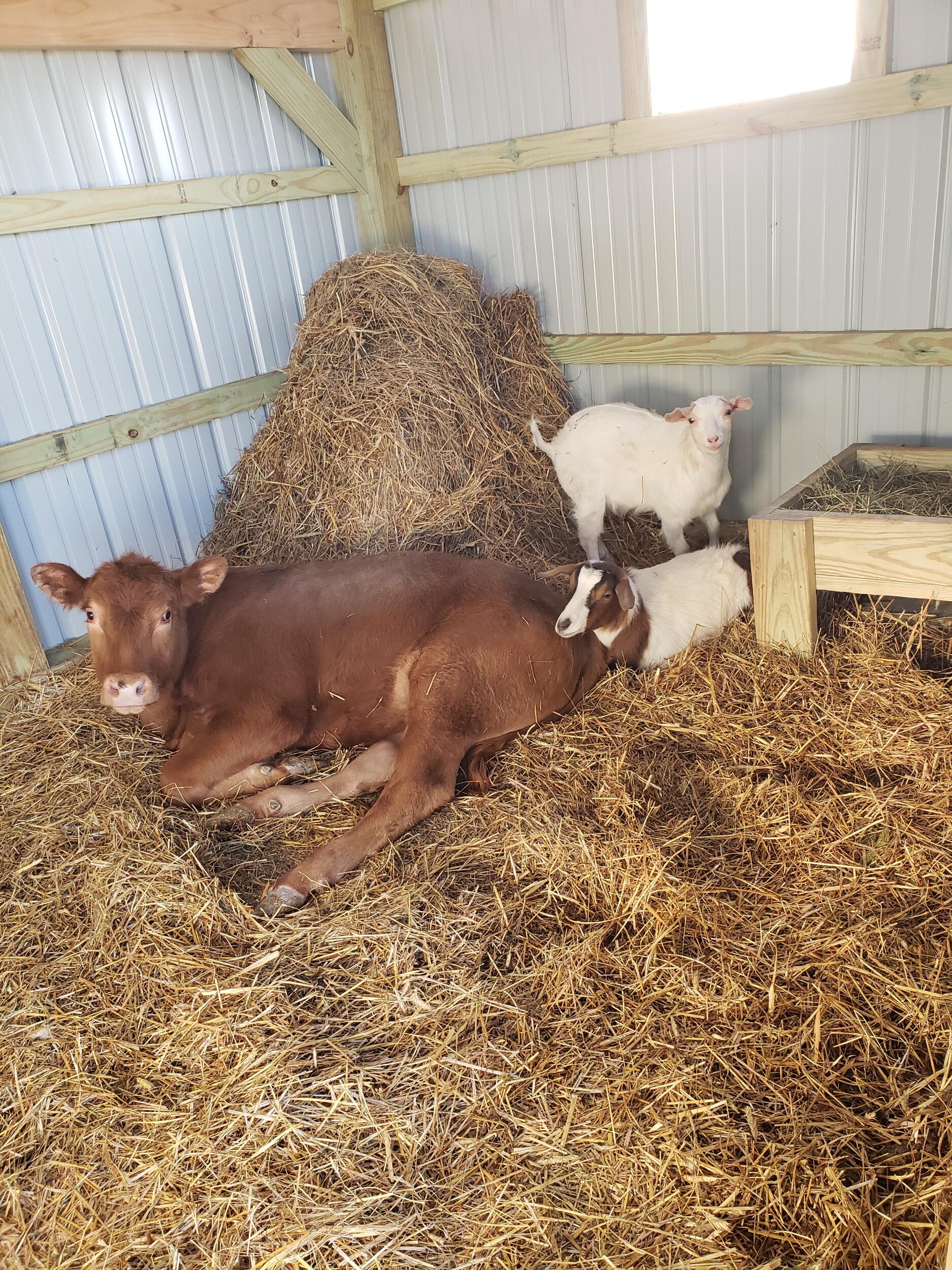 The three of them quickly became the best of friends. 