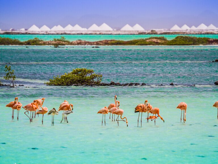 Flamingoes in Bonaire.
