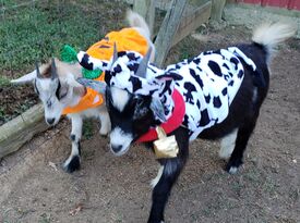 Animals Unlimited - Petting Zoo - Montpelier, VA - Hero Gallery 4