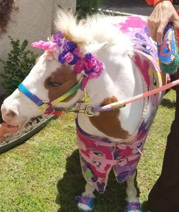 Cherry The Miniature Trick Horse & Nancy Degan - Animal For A Party - Germantown, TN - Hero Main