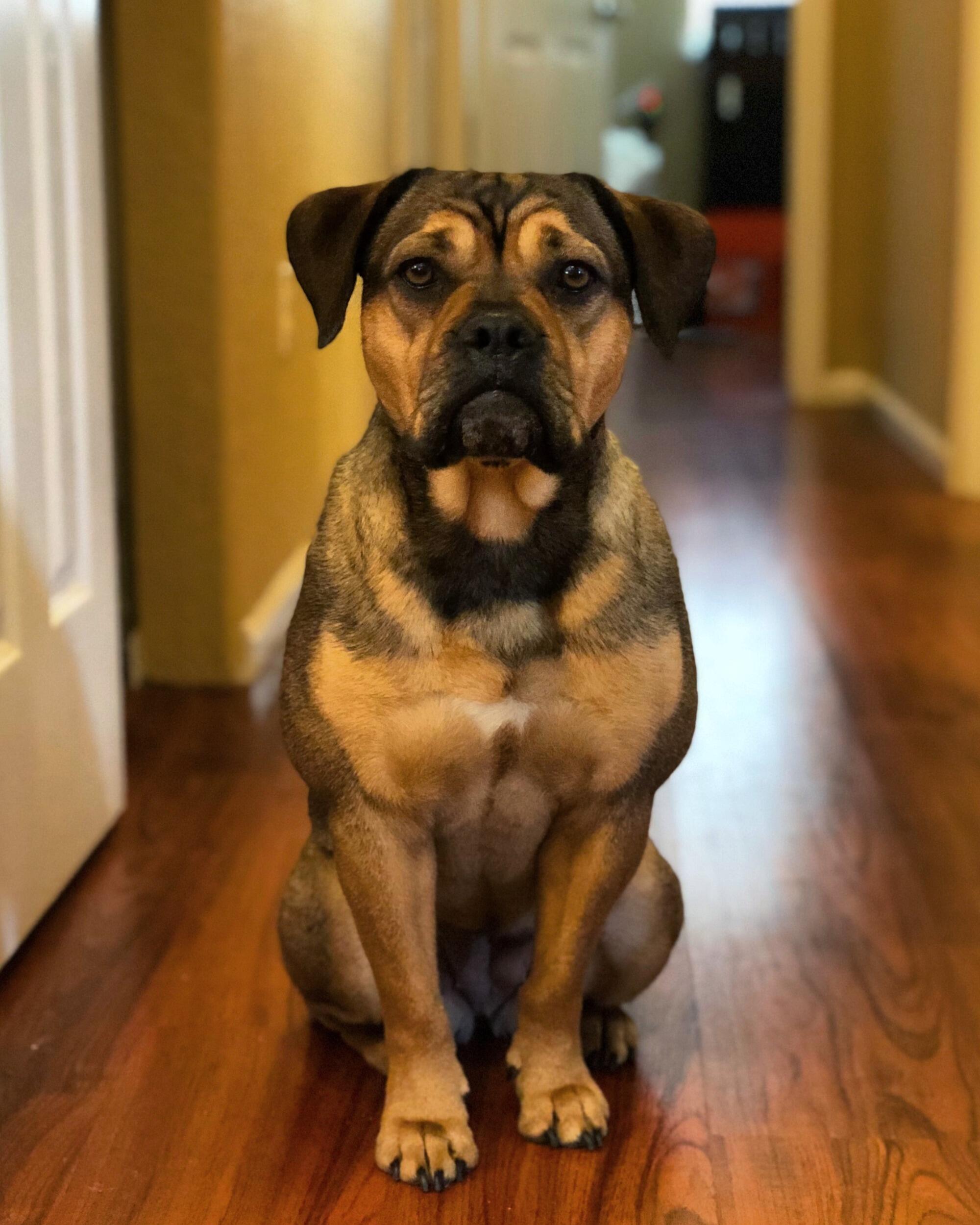 We welcome our first fur-baby into the family, Griz (Griselda Blanco - aka Lil Miss, Tiny Girl)!