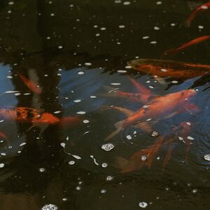 Gallery Photo 58