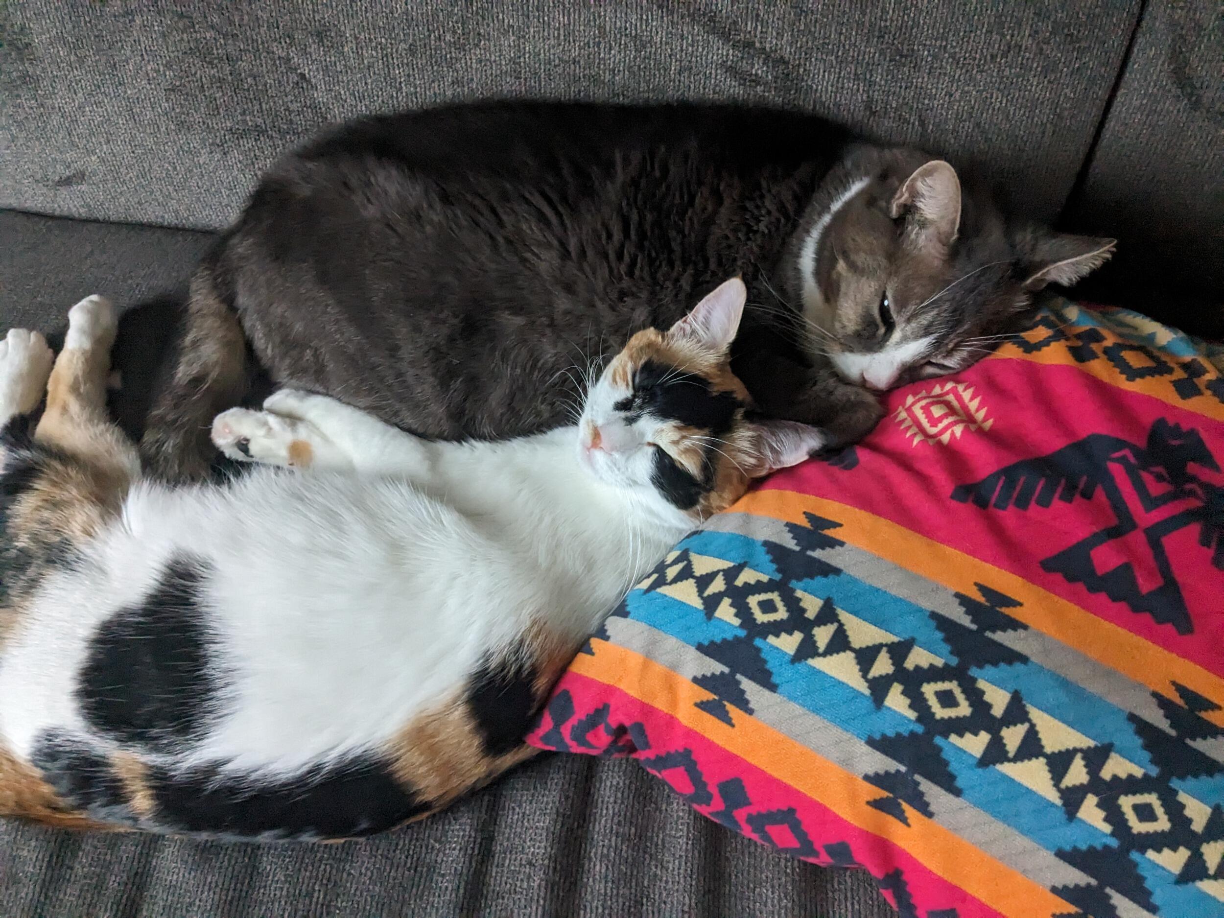 Andy found Sweet Pea as a Kitten in our alleyway in May 27th. Here she is snuggled up with our lovely Mr. Kitty