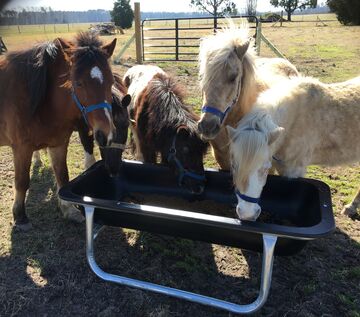Pony Rides, Petting Animals, Moonwalks by JM Farms - Animal For A Party - Chesapeake, VA - Hero Main