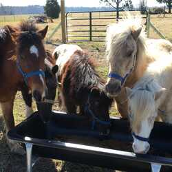 Pony Rides, Petting Animals, Moonwalks by JM Farms, profile image
