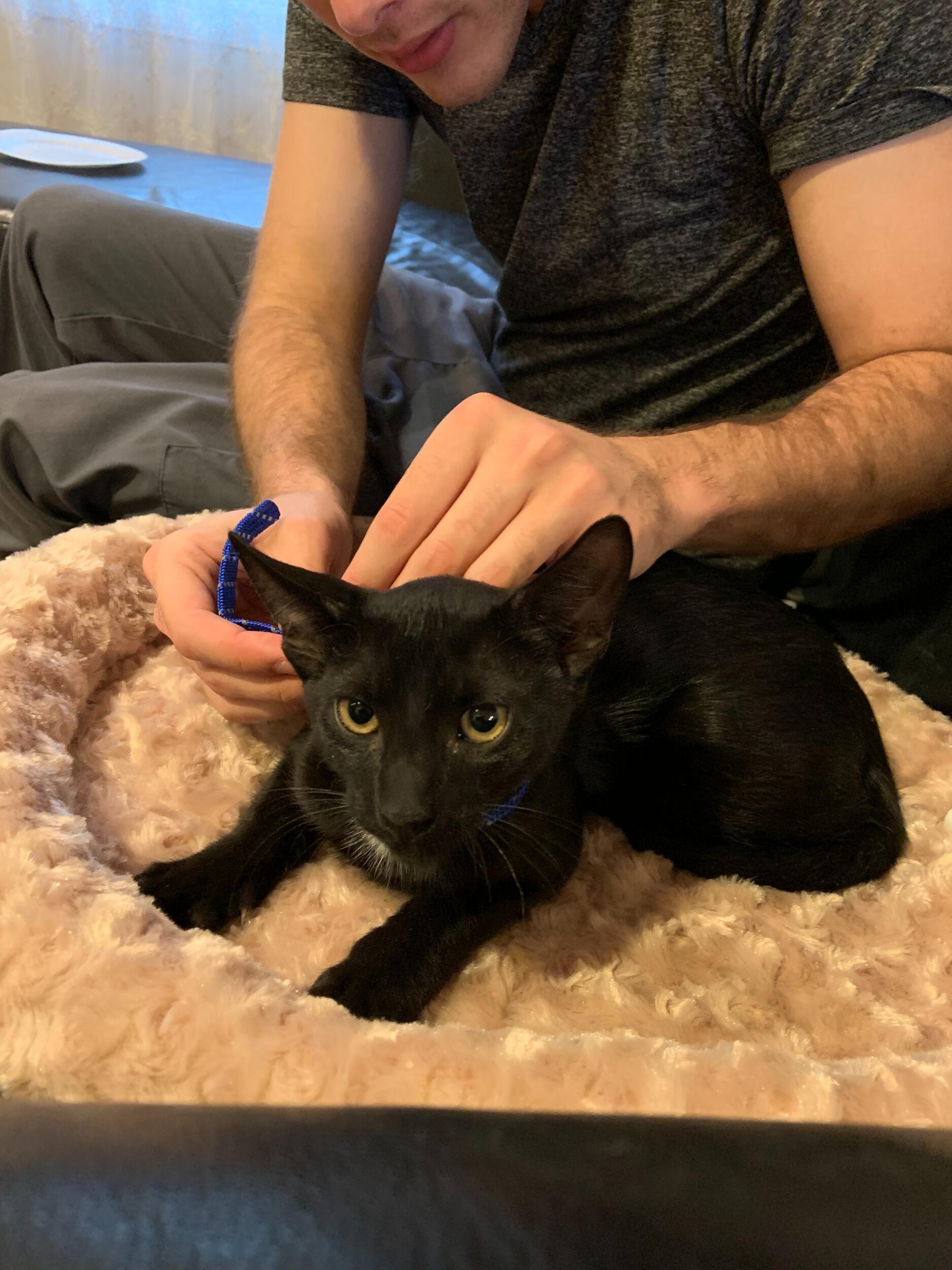We adopted our first pet cat together, Navi!