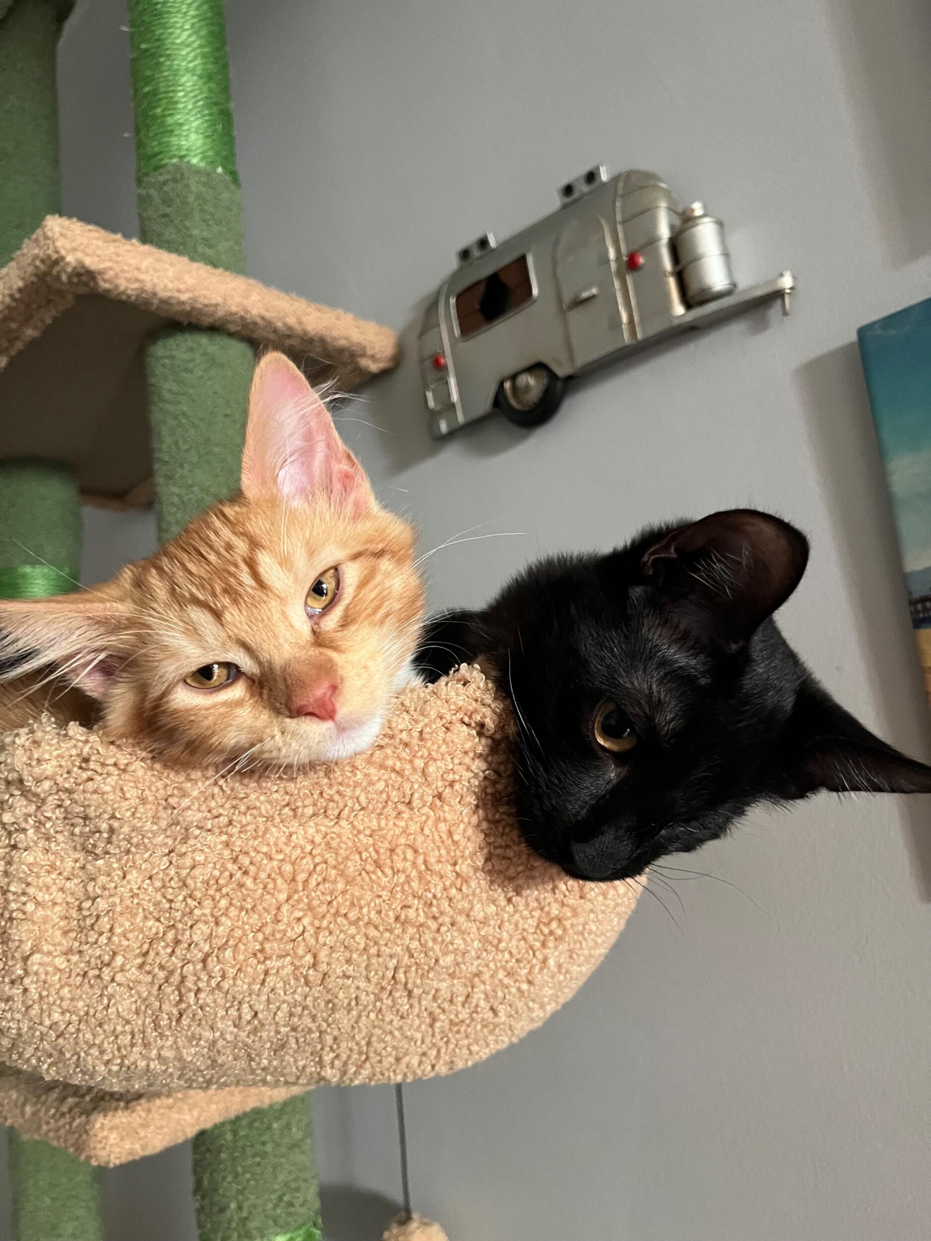 two new members of the family
