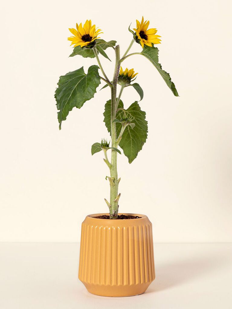 Self-watering sunflower kit mother-of-the-groom gift