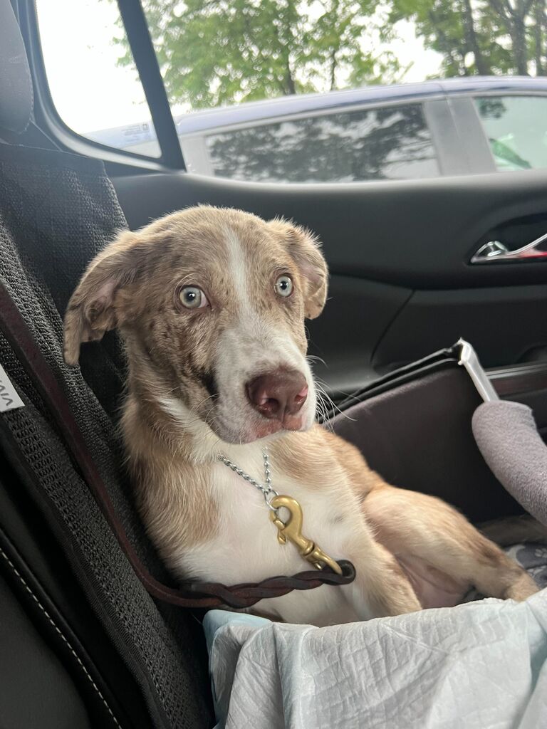 The Family got a little bigger...meet Augustus "Auggie"
