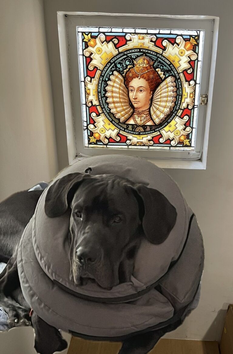 All the cool kids wear Elizabethan collars