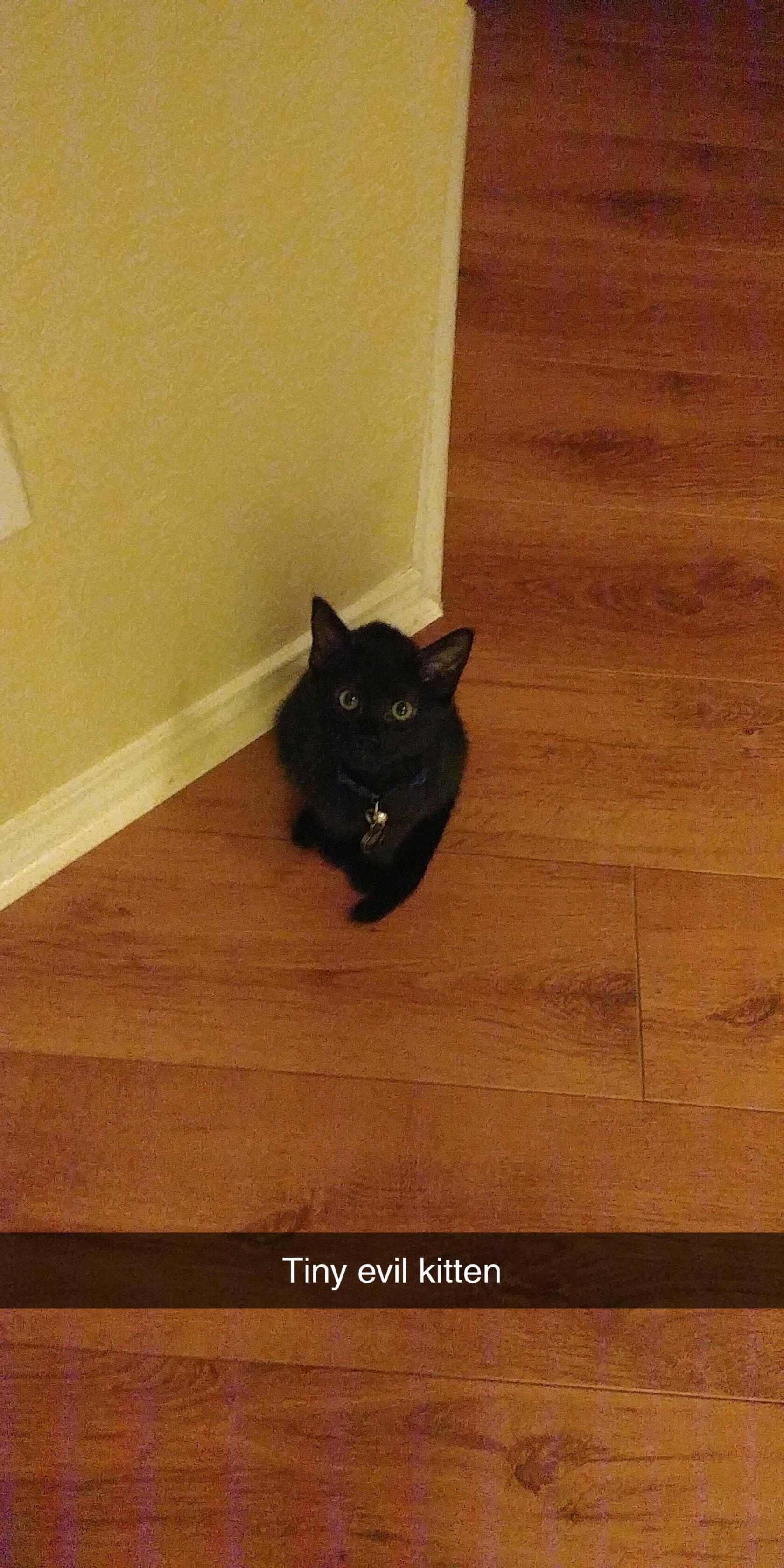 The very first night they move into a house, they get the evil addition to the family, Nico
