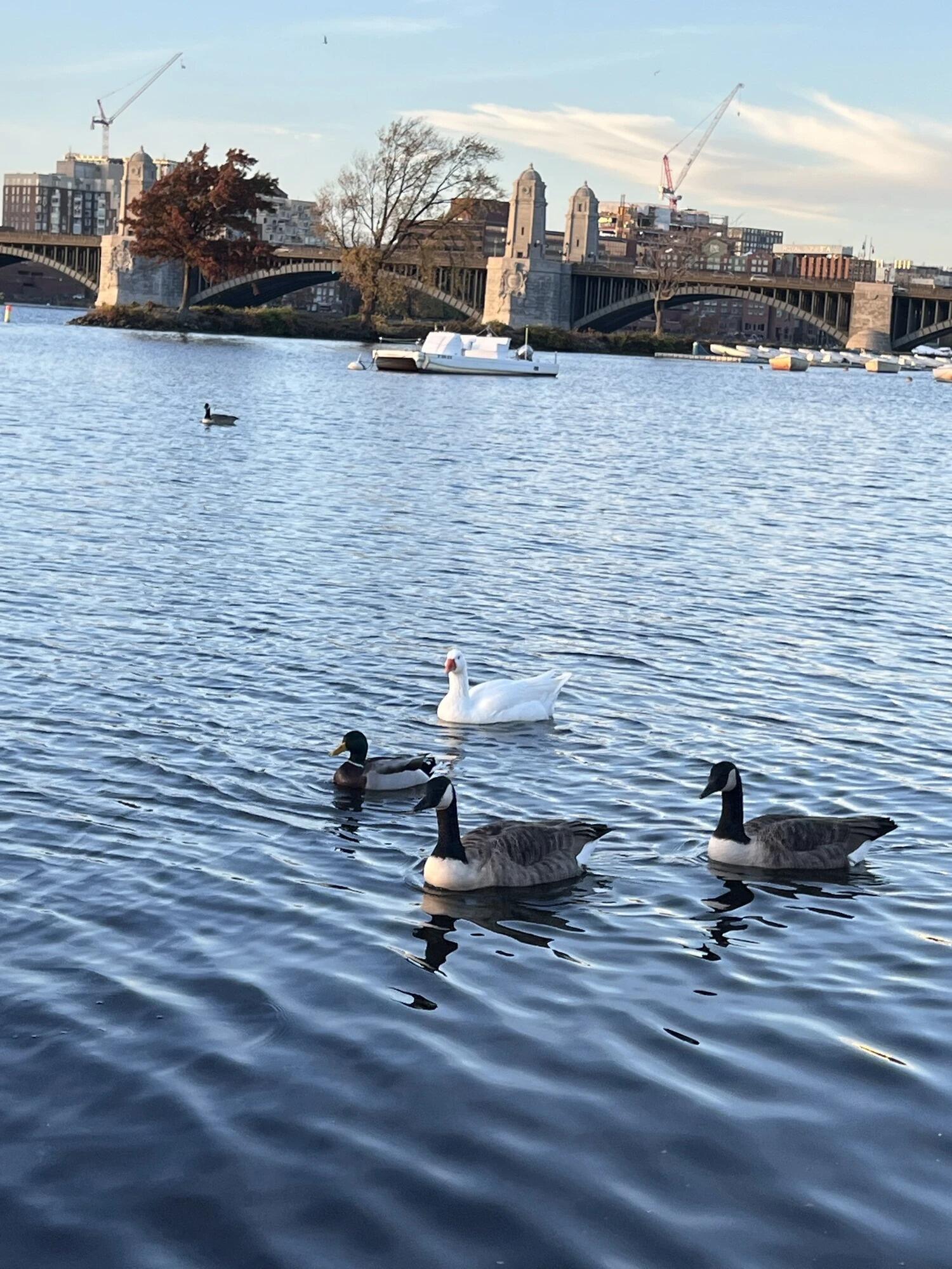 Even though they lived in different cities—Boston and NYC—Duc and Phuong Anh made an effort to visit each other frequently. And luckily, after another year of long-distance relationship, Duc relocated to Boston to finally close the distance for good.