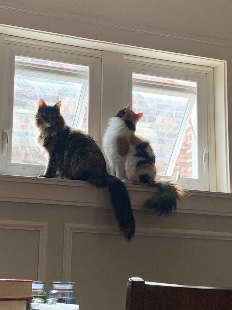 We become obsessed with our cats and only take pictures of them mid-pandemic.