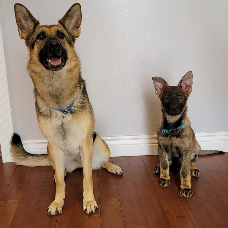We added in another puppy to the family.
