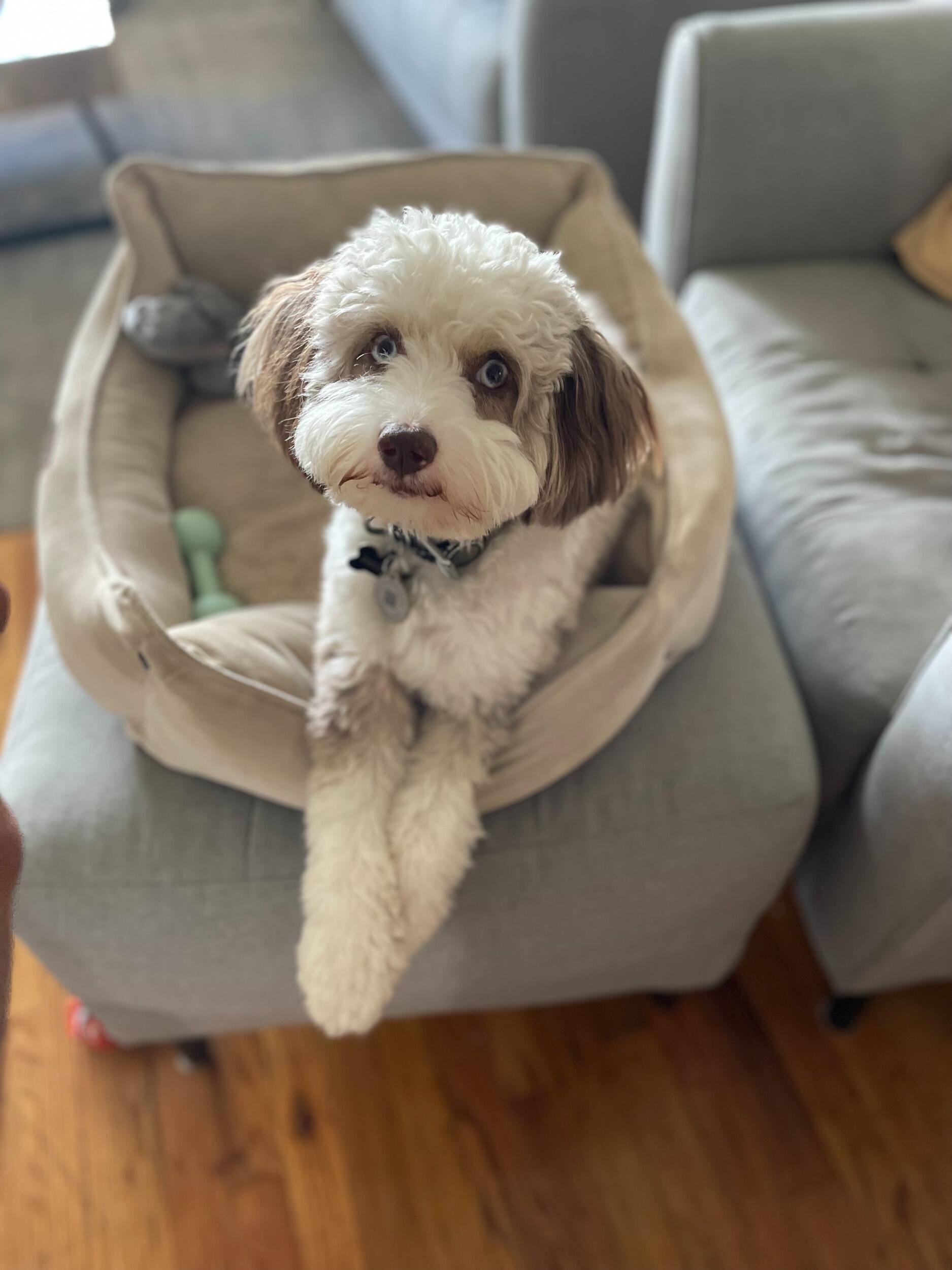 Another milestone came just in time for the New Year when a Chrystal-eyed Aussiedoodle found her way into their souls. Amanda and Nick rescued Prancer and their heart doubled in size as they took their perfect pup home. 