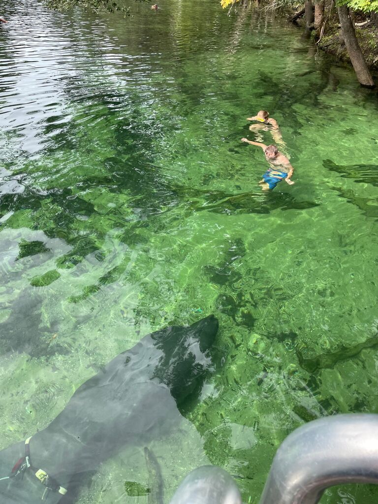 - and more time with saltwater creatures (including a surprise swim with a wild manatee!).