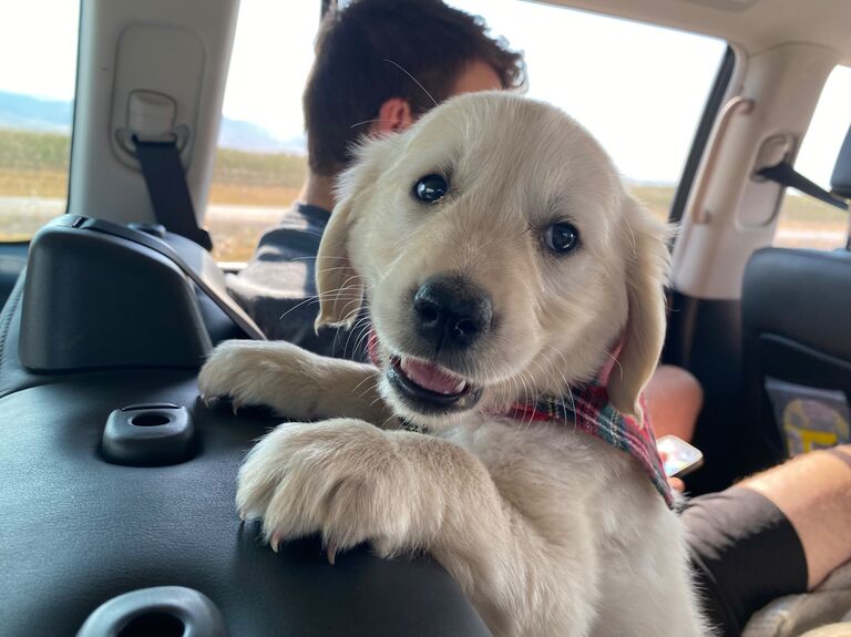 We drove to Idaho to get Tito (and Murphy)! We road-tripped to Idaho with Nick's mom and grandma to get the new puppies. To say it was an adventure is an understatement! 