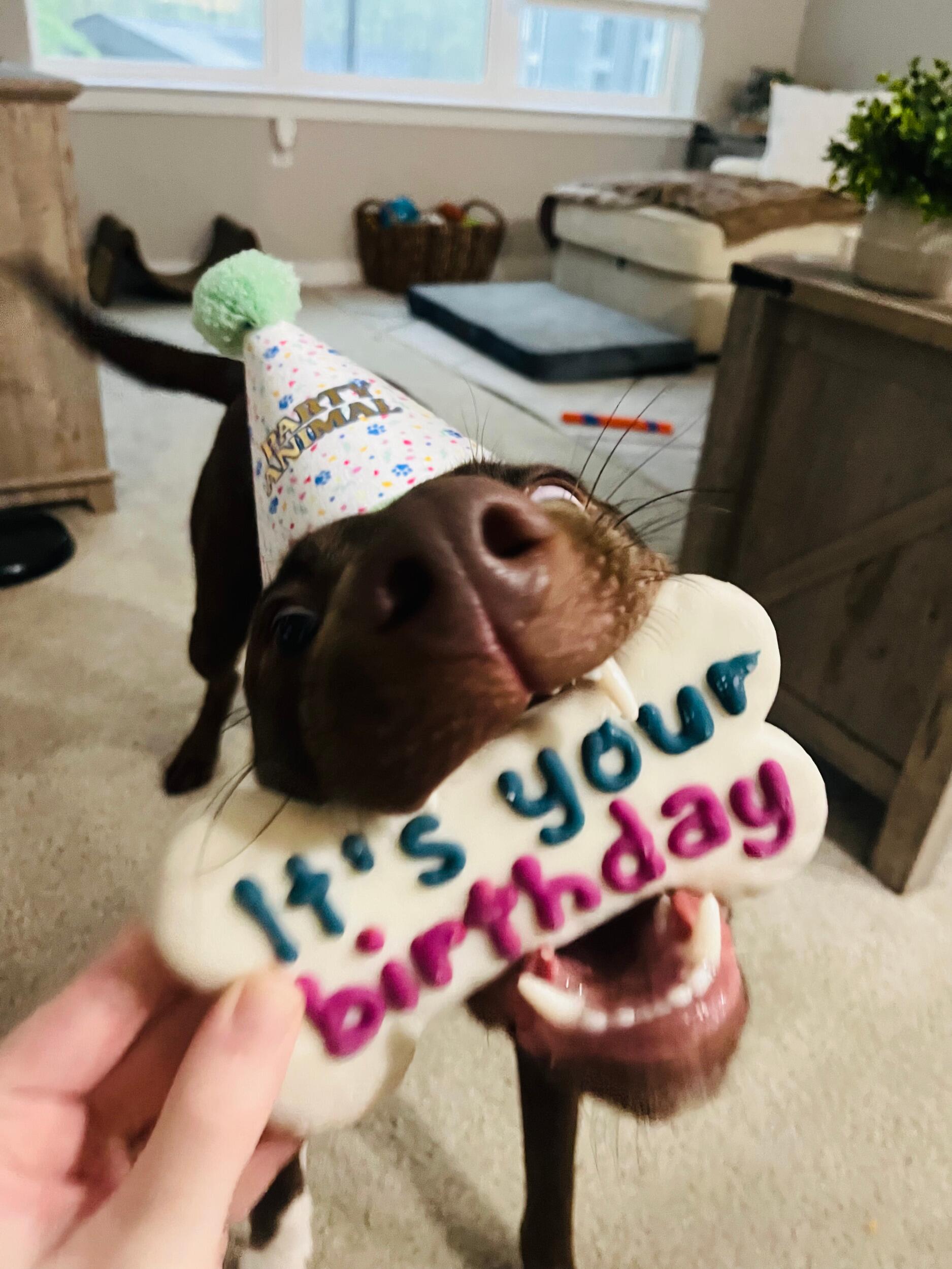 Celebrated Oak's first birthday!