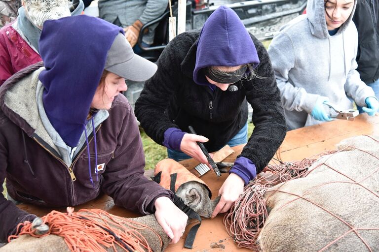 A girl from Tarleton goes to deer capture... A boy from "the other purple school" is also at the deer capture. Girl notices boy, boy notices girl.... Boy does not speak to girl (Don't let Jake tell you otherwise!) ;)