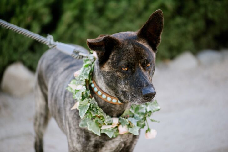 dog flower girl collar
