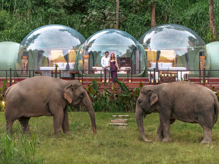 Couple standing with elephants