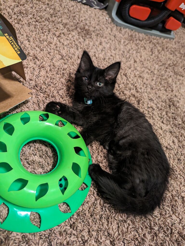 The day we brought Captain Peanut home