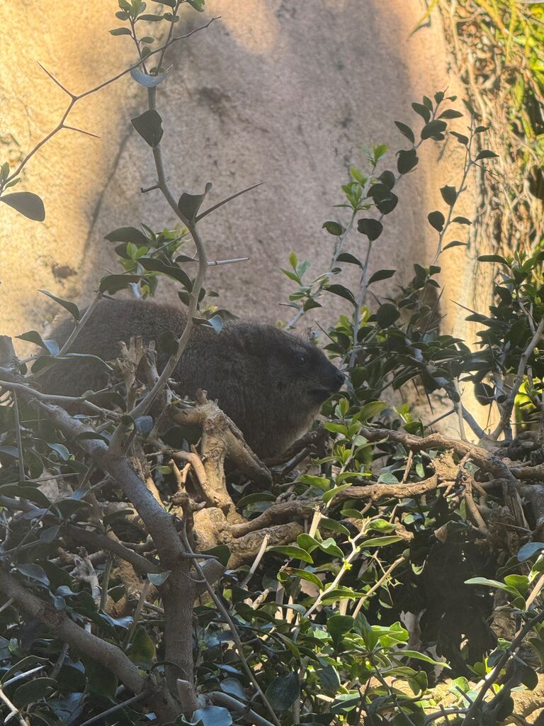 We got passes to the San Diego Zoo, this is our favorite animal the hyrax!!