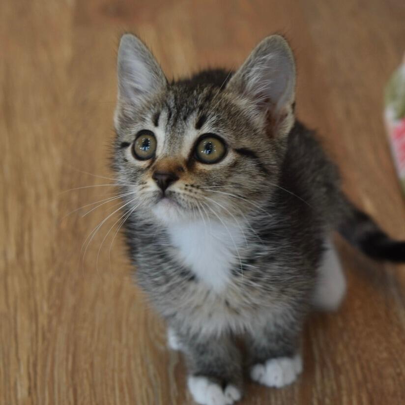 We adopted our little bean Dahlia! Kit was getting bored being the only cat and we knew she needed a little sister! Dahlia came home with us on July 10th 2020, and has been cuddling up to her fur-sister Kit ever since!