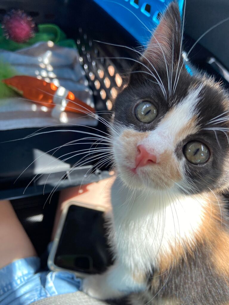 Bringing Ivy home