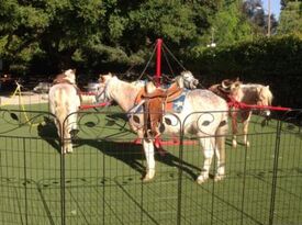Ponies and Critters - Animal For A Party - Glendora, CA - Hero Gallery 1