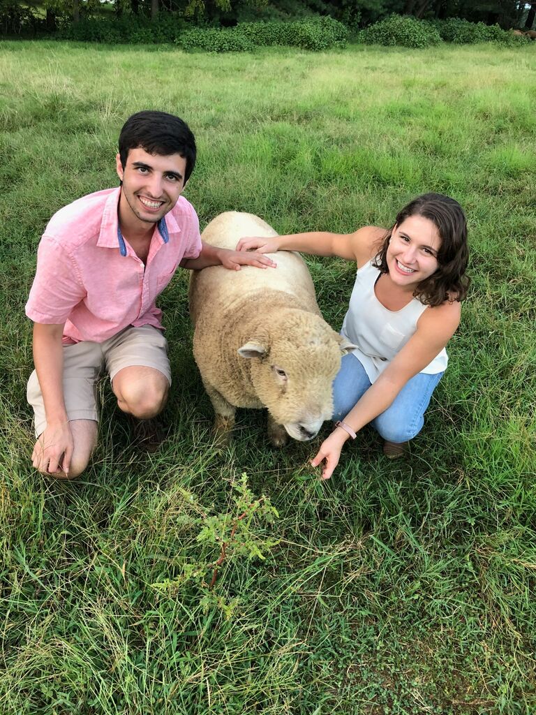 Fransisca's sheep farm