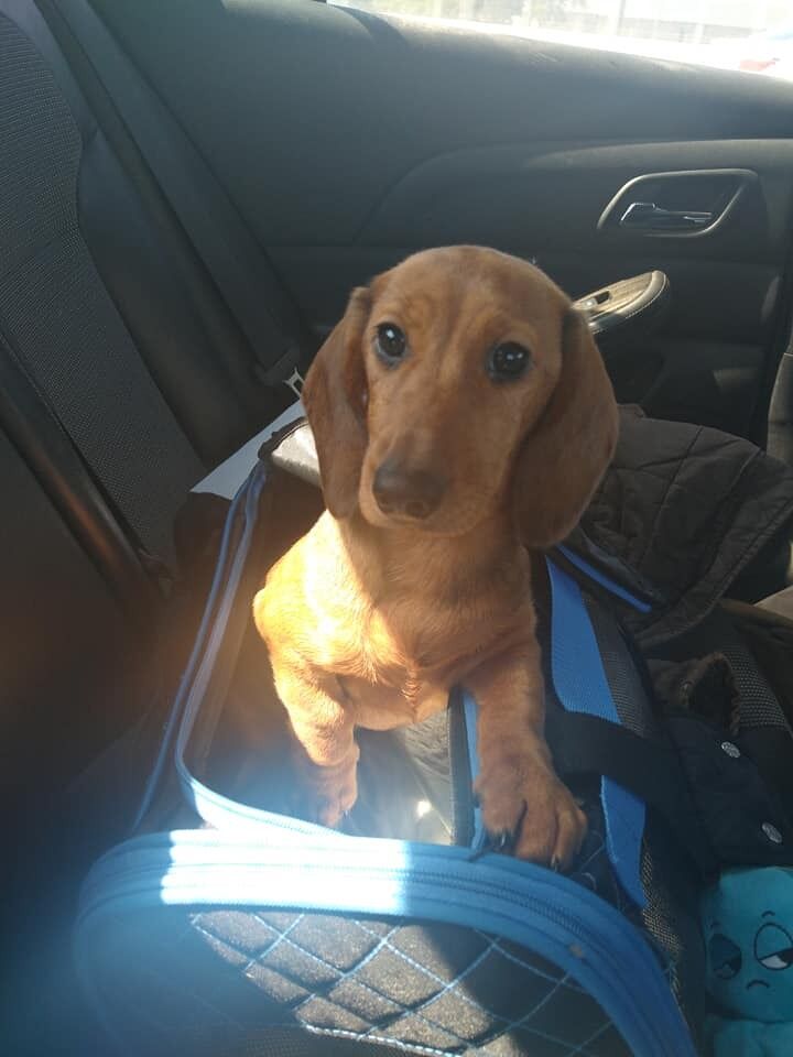 2020 was hard losing Casey's father, then Nikki's gramma, but they soon gained a new member to their family, WELCOME FLANDERS. This picture was his first car ride home.