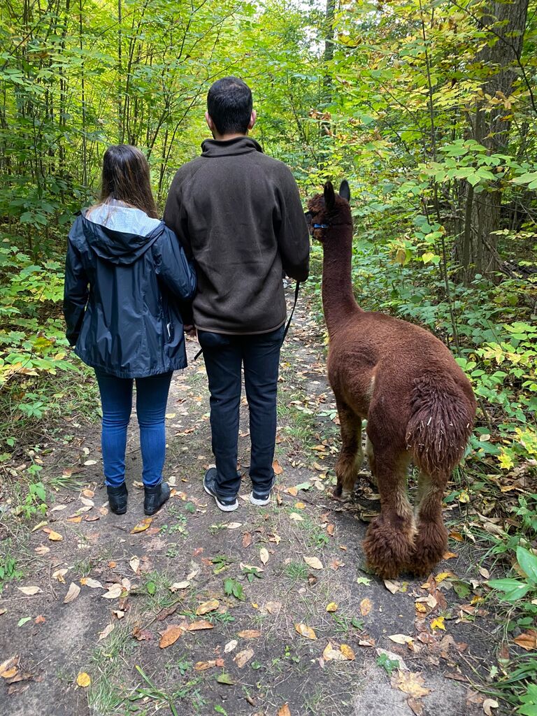 Alpaca farm -showing off from behind